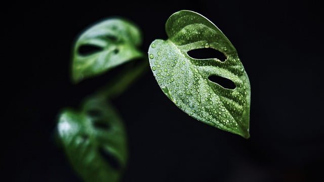 How to Propagate a Mini Monstera