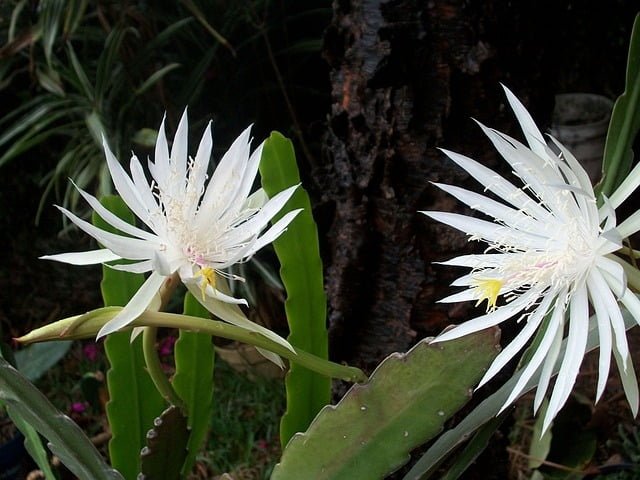 How to Propagate Epiphyllum