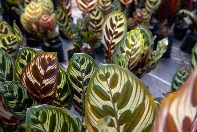 How to Propagate Peacock Plants