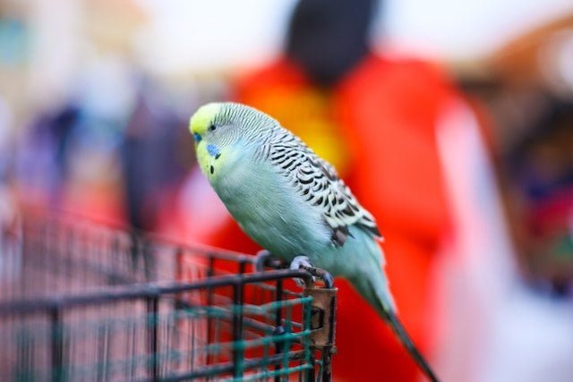 Can Budgies Eat Peanut Butter