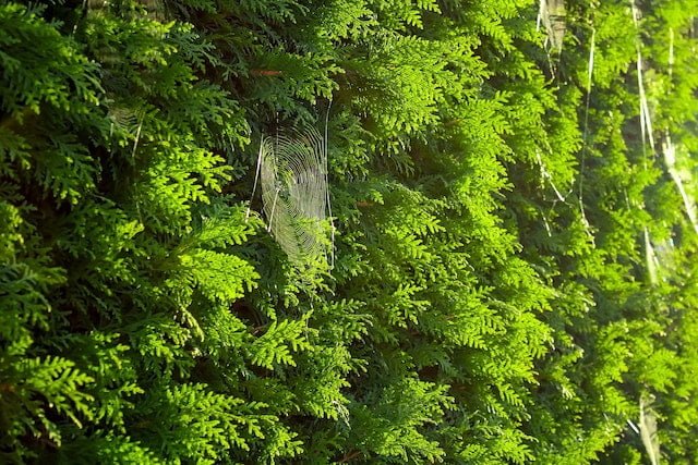 How to Propagate Cedar Trees from Cuttings
