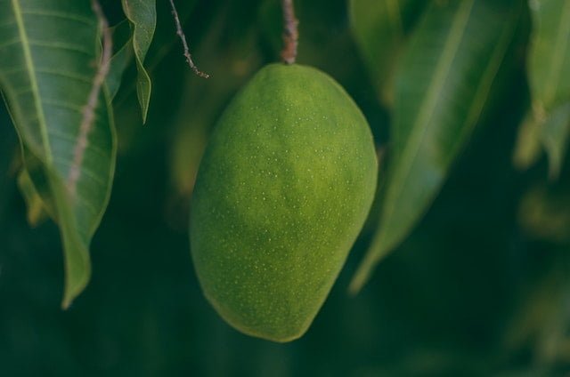 Can Budgies Eat Mango