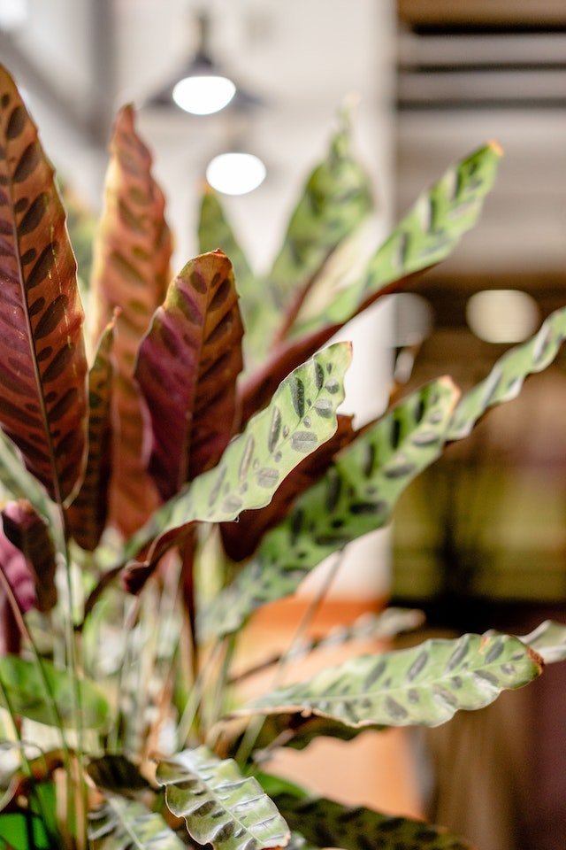 How to Propagate Rattlesnake Plants