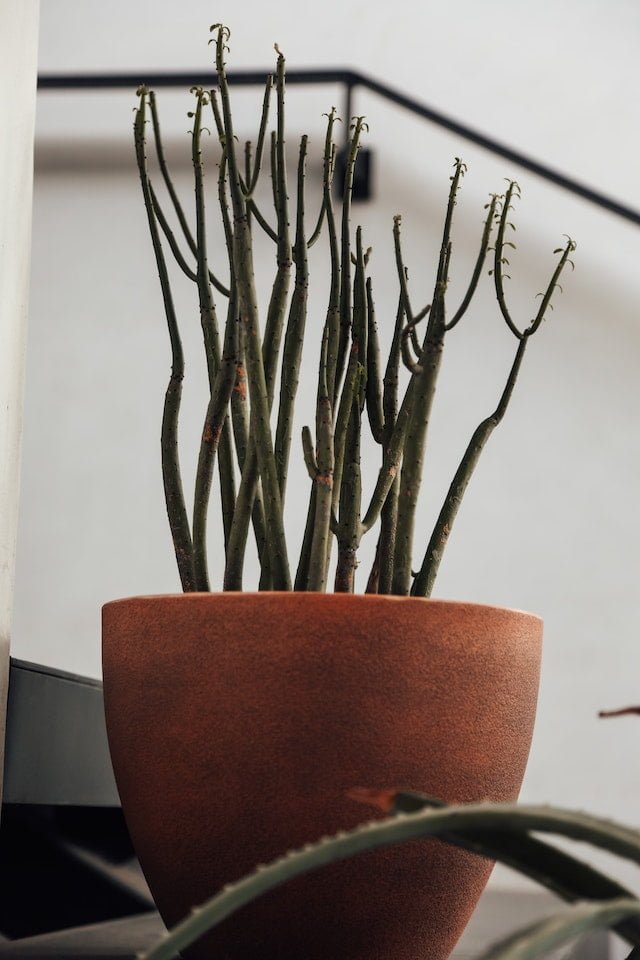How to Propagate the Firestick Plant