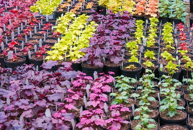 How to Propagate Heuchera