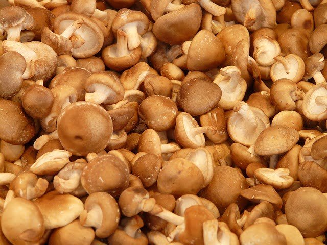 How Long do Shiitake Mushrooms Last