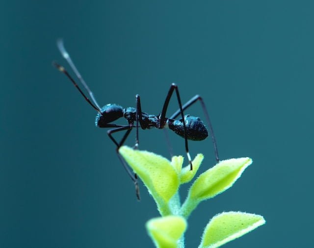 Ant Spiritual Meaning