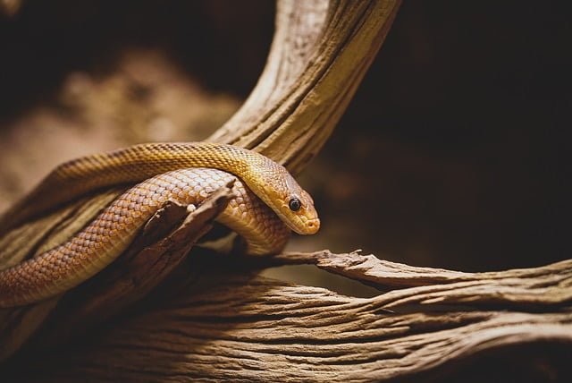 Can a Ferret Kill a Snake