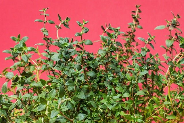 How to Propagate Thyme from Cuttings