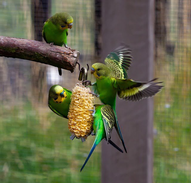 Can Budgies Eat Oranges