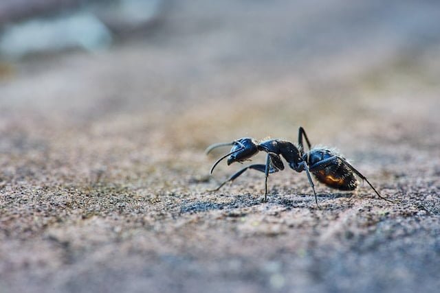 Ant Spiritual Meaning