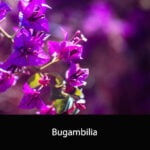 Bugambilia