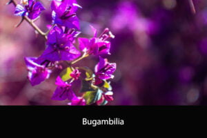 Bugambilia
