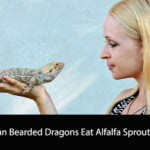 Can Bearded Dragons Eat Alfalfa Sprouts