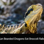Can Bearded Dragons Eat Broccoli Rabe
