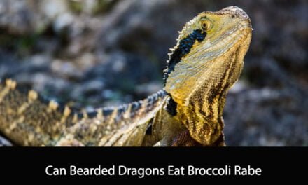 Can Bearded Dragons Eat Broccoli Rabe