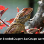 Can Bearded Dragons Eat Catalpa Worms