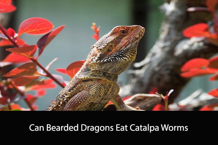 Can Bearded Dragons Eat Catalpa Worms