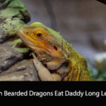 Can Bearded Dragons Eat Daddy Long Legs