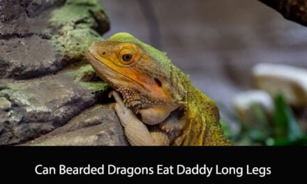 Can Bearded Dragons Eat Daddy Long Legs