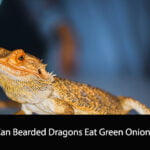Can Bearded Dragons Eat Green Onions
