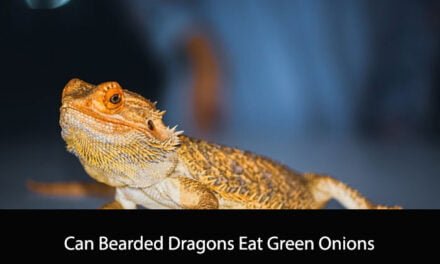 Can Bearded Dragons Eat Green Onions