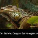 Can Bearded Dragons Eat Honeysuckle