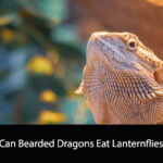 Can Bearded Dragons Eat Lanternflies