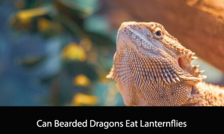 Can Bearded Dragons Eat Lanternflies