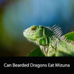 Can Bearded Dragons Eat Mizuna