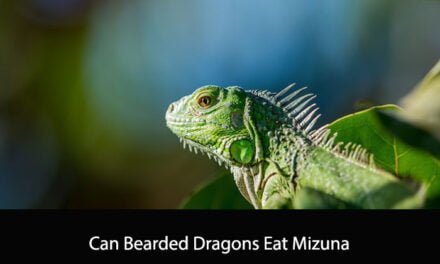 Can Bearded Dragons Eat Mizuna