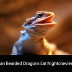 Can Bearded Dragons Eat Nightcrawlers