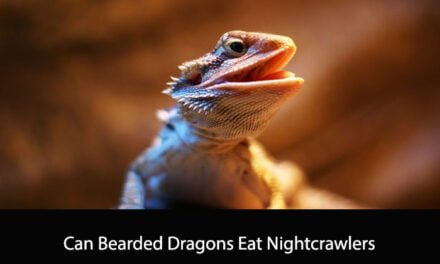 Can Bearded Dragons Eat Nightcrawlers