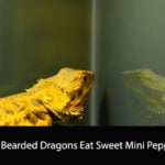 Can Bearded Dragons Eat Sweet Mini Peppers