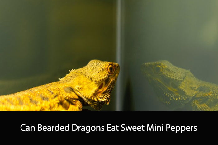 Can Bearded Dragons Eat Sweet Mini Peppers