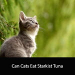 Can Cats Eat Starkist Tuna