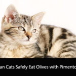 Can Cats Safely Eat Olives with Pimentos