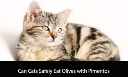 Can Cats Safely Eat Olives with Pimentos