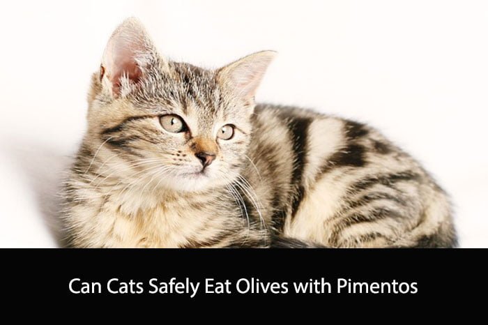 Can Cats Safely Eat Olives with Pimentos