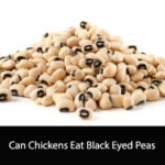 Can Chickens Eat Black Eyed Peas