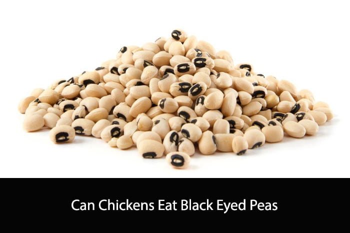 Can Chickens Eat Black Eyed Peas?