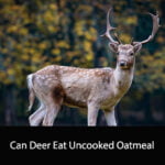 Can Deer Eat Uncooked Oatmeal