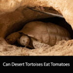Can Desert Tortoises Eat Tomatoes