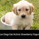 Can Dogs Eat Activia Strawberry Yogurt
