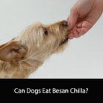Can Dogs Eat Besan Chilla