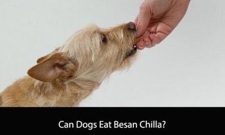 Can Dogs Eat Besan Chilla?
