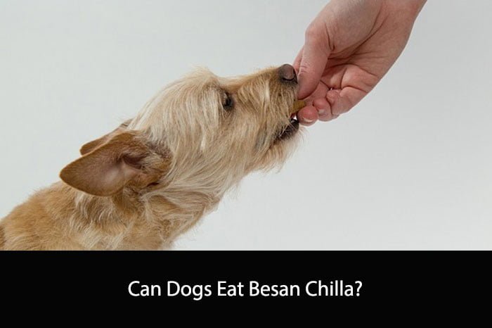 Can Dogs Eat Besan Chilla?