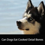 Can Dogs Eat Cooked Oxtail Bones