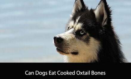 Can Dogs Eat Cooked Oxtail Bones