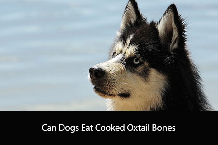 Can Dogs Eat Cooked Oxtail Bones